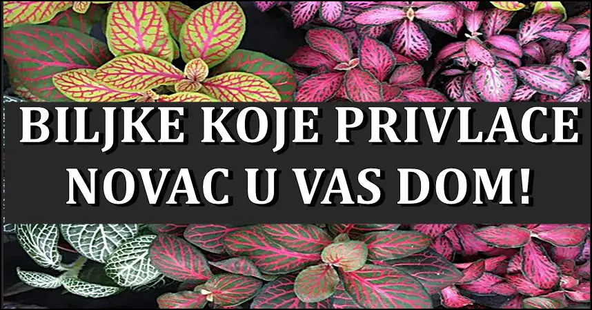 Biljke koje privlace novac u kucu! Morate ih imati! Saznajte sta vam donosi bogatstvo!