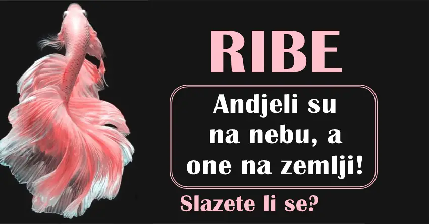 One su andjeli na zemlji! Otkrivamo zasto RIBE nose najlepse titule!