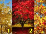 Izaberi jesenju sliku
