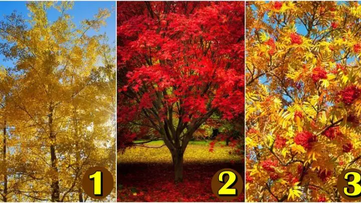 Izaberi jesenju sliku i saznaj sa kim cete uzivati tokom ove jeseni!