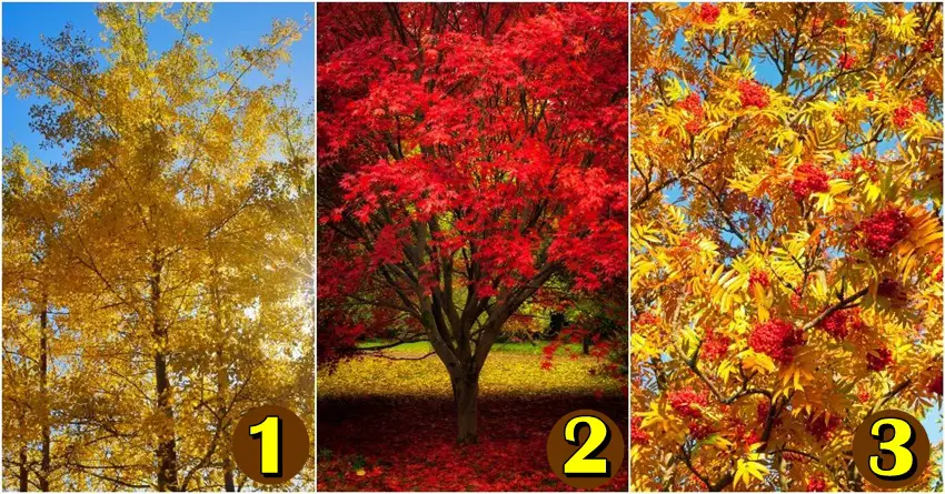 Izaberi jesenju sliku i saznaj sa kim cete uzivati tokom ove jeseni!