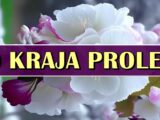 Do kraja proleca
