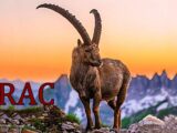 Jarac