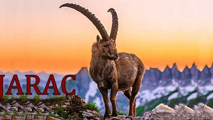 JARAC može mnogo da trpim! Ali ne igrajte se sa njegovim strpljenjem, kada mu PUKNE FILM, spremite se na OVO!