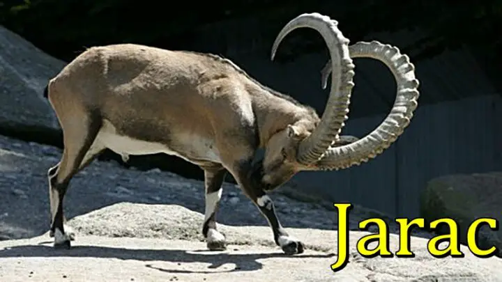 JARAC je CAR koji je RODJEN da VLADA – mnogi bi SVE DALI da mogu da budu kao ON! EVO ZASTO JE UZOR DRUGIMA!