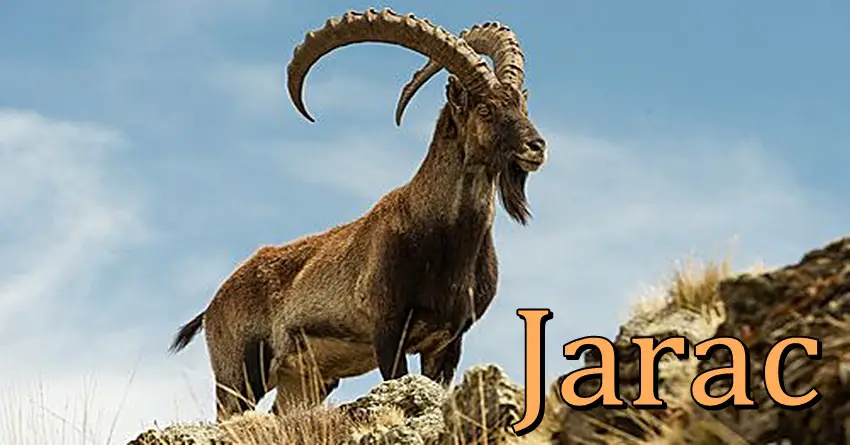 Jarac je osoba koja zaslužuje sreću, jer nikome ne želi zlo! Zato će mu JANUAR ostvariti VELIKU ŽELJU! Jarac je osoba koja zaslužuje sreću, jer nikome ne želi zlo! Zato će mu JANUAR ostvariti VELIKU ŽELJU!