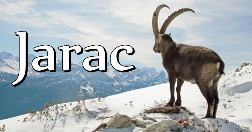 JARAC ima srce puno dobrote, ali kada mu taknete OVO postaje PRAVA ZVER! JARAC ima srce puno dobrote, ali kada mu taknete OVO postaje PRAVA ZVER!
