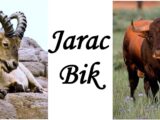 jarac i bik