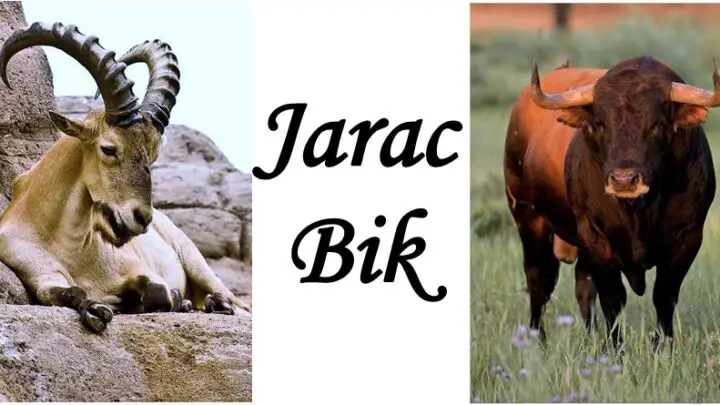 JARAC i BIK su POSEBNI! Njima se ljudi DIVE zbog ovoga…
