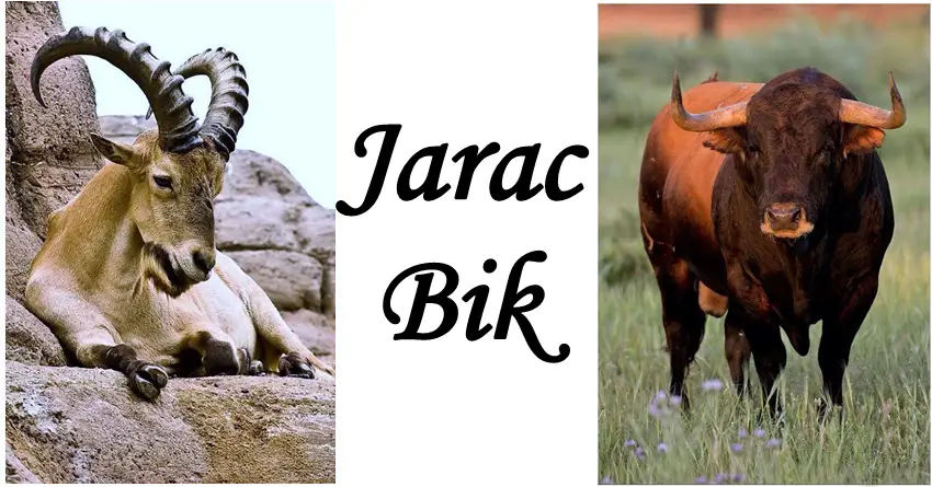 JARAC i BIK su POSEBNI! Njima se ljudi DIVE zbog ovoga… JARAC i BIK su POSEBNI! Njima se ljudi DIVE zbog ovoga…