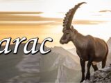 jarca