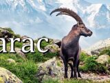 Jarca