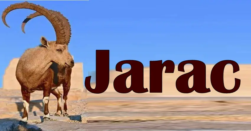 JARAC zna da je život težak! Ali on postiže sve što poželi zbog OVOGA! JARAC zna da je život težak! Ali on postiže sve što poželi zbog OVOGA!