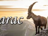Jarac