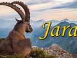 jarčevi