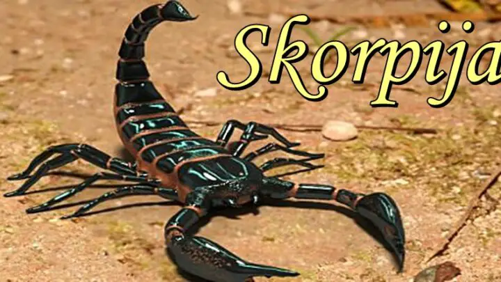 ŠKORPIJE u NAREDNIH 15 DANA  očekuje nešto SPEKTAKULARNO! Uspeće da ostvare veliku želju!