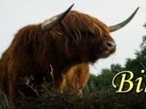 KOČNICE PUCAJU: Bik doživljava najveći lični rast ove godine!